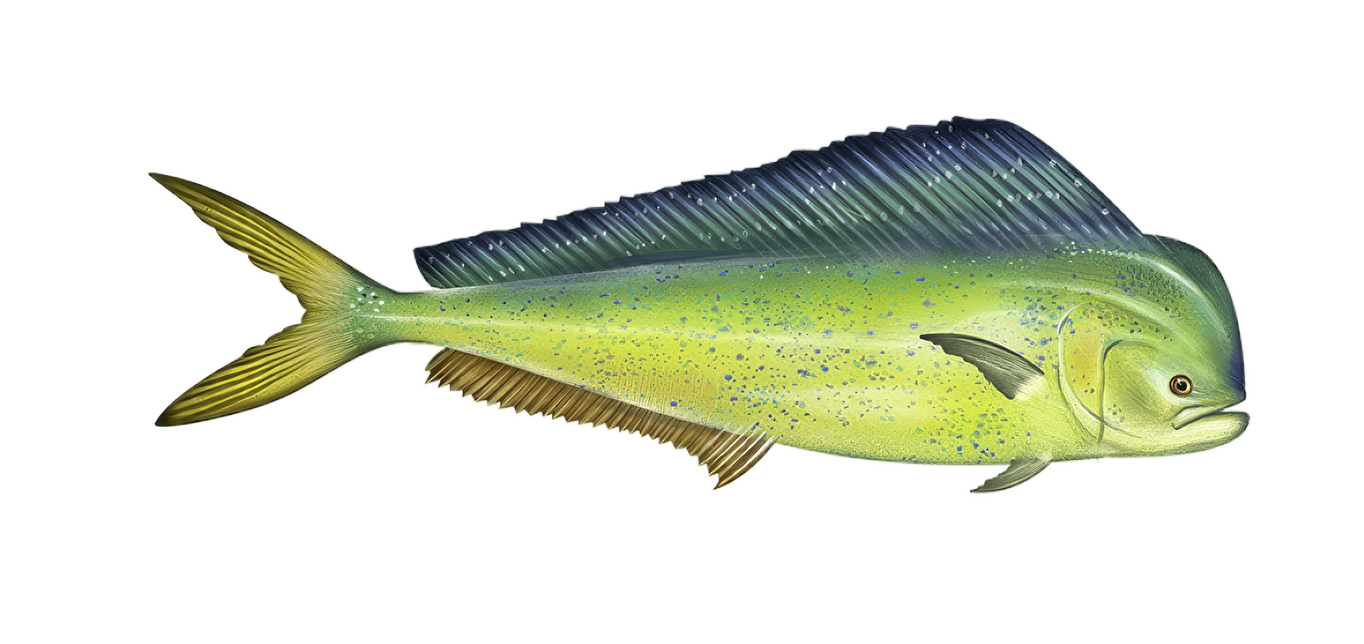 Mahi-Mahi