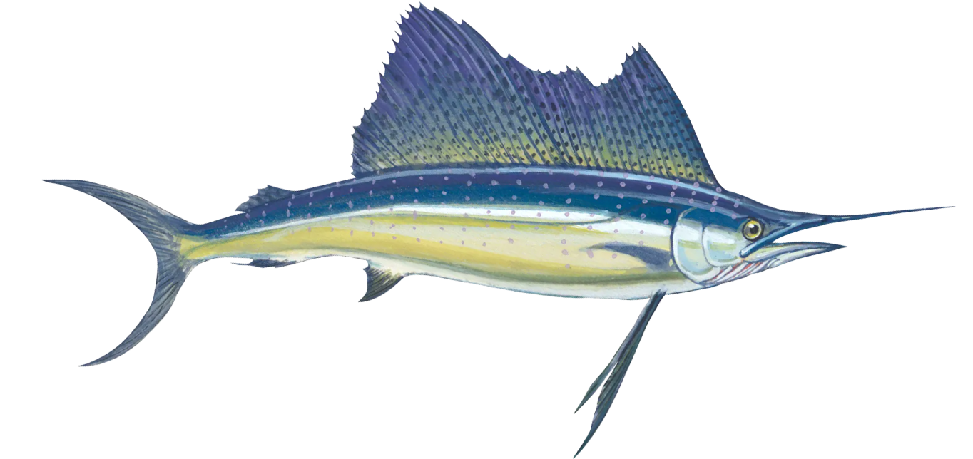Sailfish