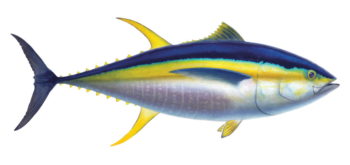 Yellowfin Tuna