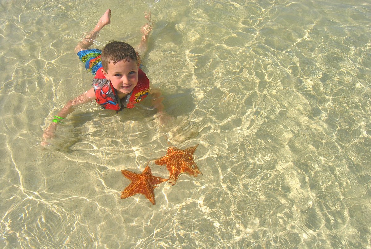 Red starfish in shallow water